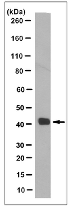 MilliporeSigma Mouse anti-CREB (Ascites Free), Clone: LB9, 100 &mu;g | Buy Online | MilliporeSigma&trade; | Fisher Scientific